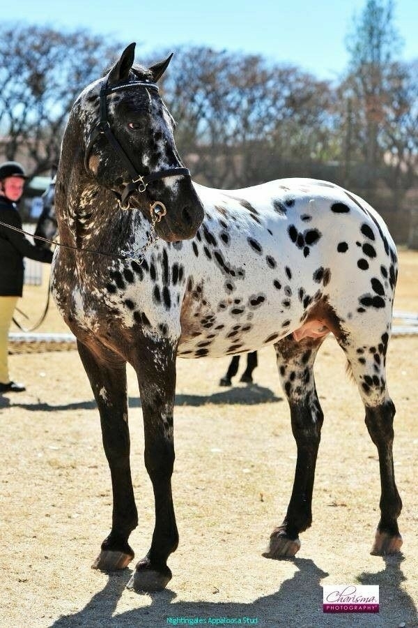 All The Pretty Horses 16