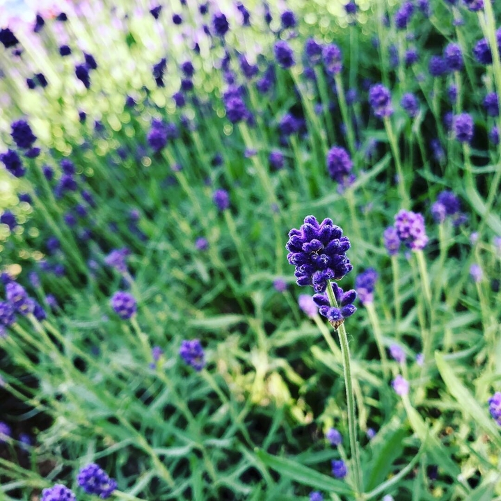 lavender