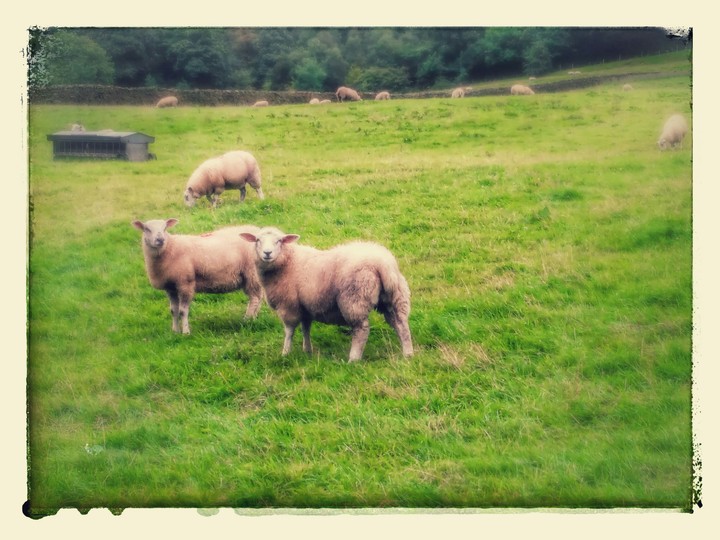 Sheep Photo