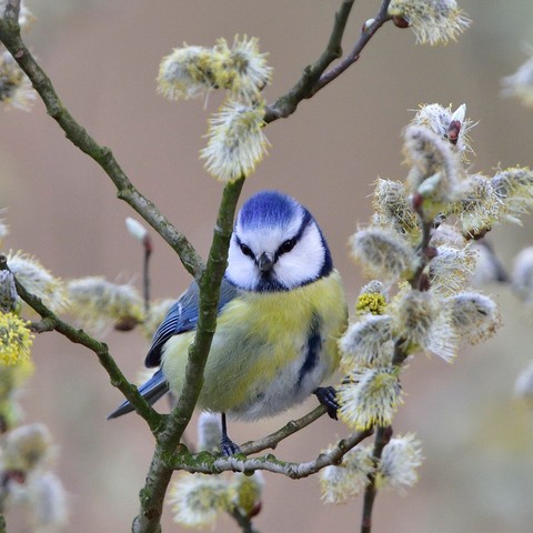branch, chickadee wallpapers