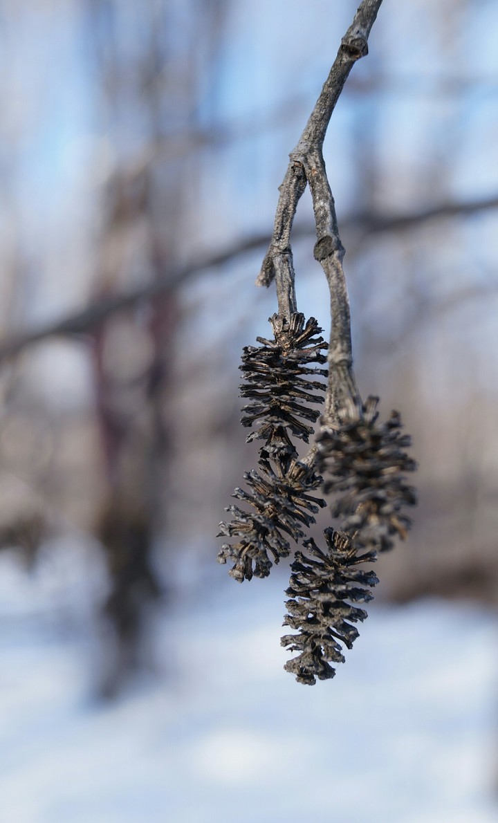 Knobble