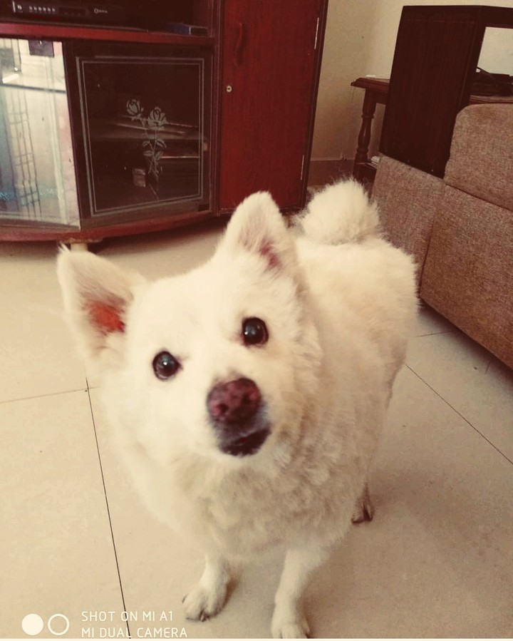 doggy