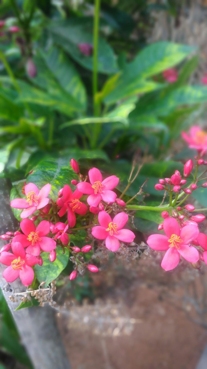 flowers