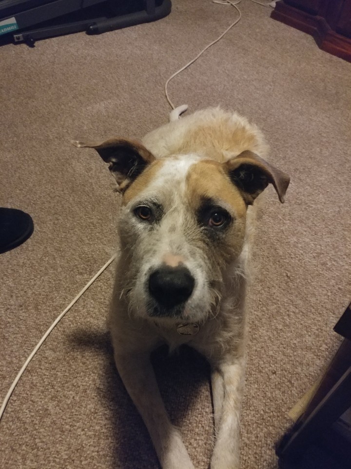 Wally my fur baby