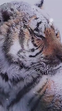 2022 Year of the Tiger
