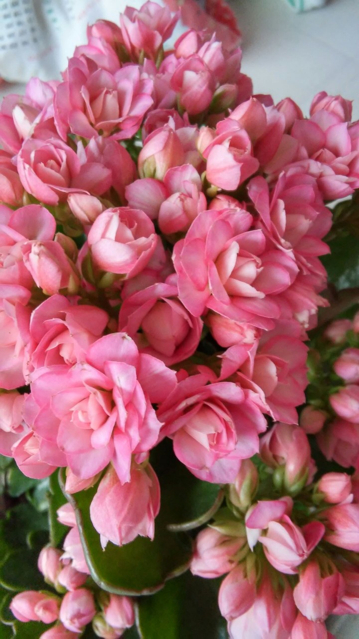 pink flower