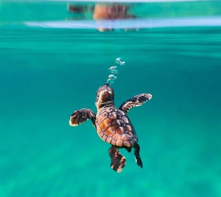 underwater