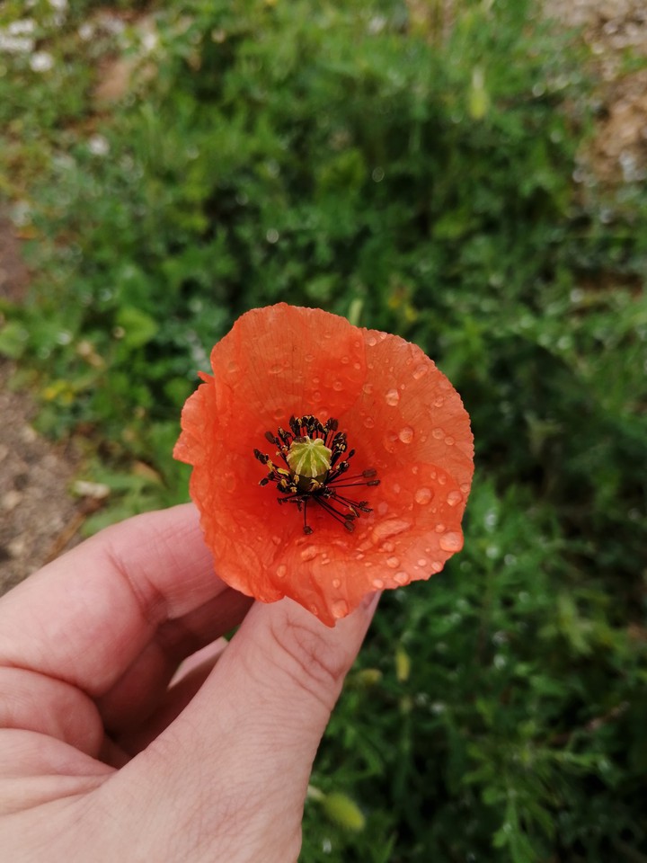 #amapola