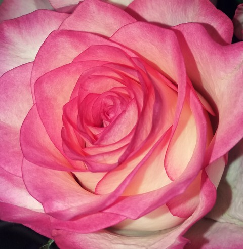 rose...