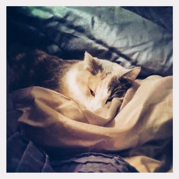 Kitten