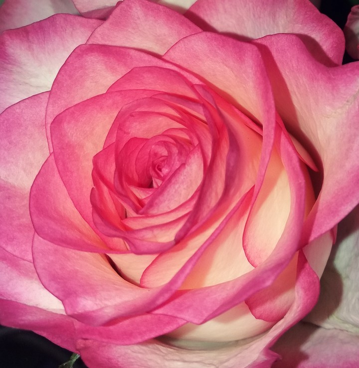 rose...