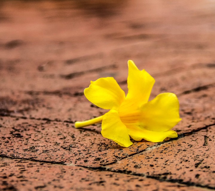 Flores