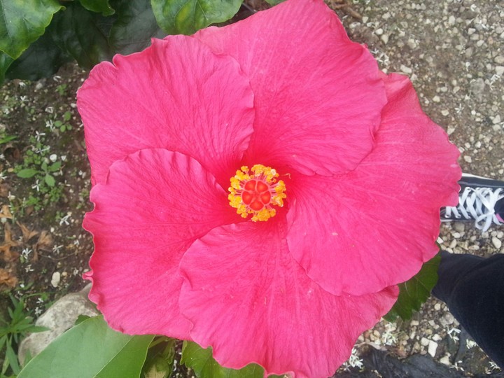 pink hibiscus