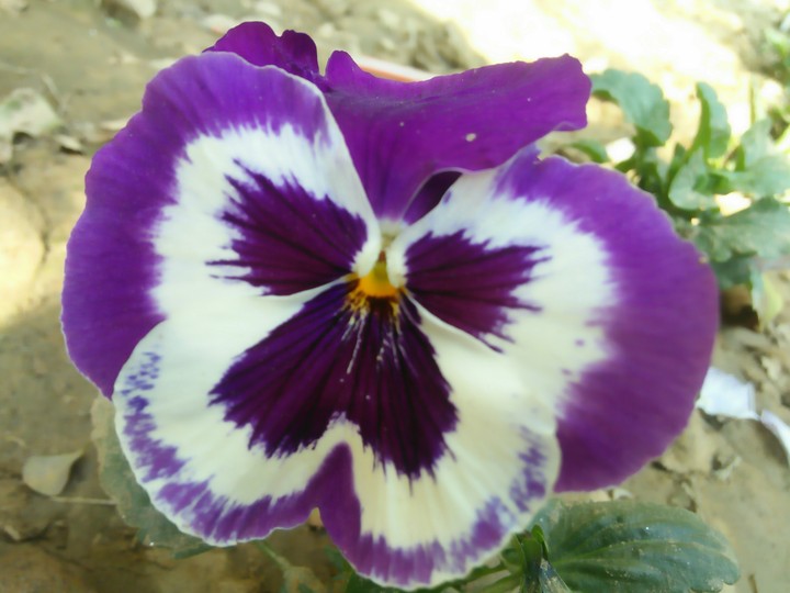 two colour combinations in this flower