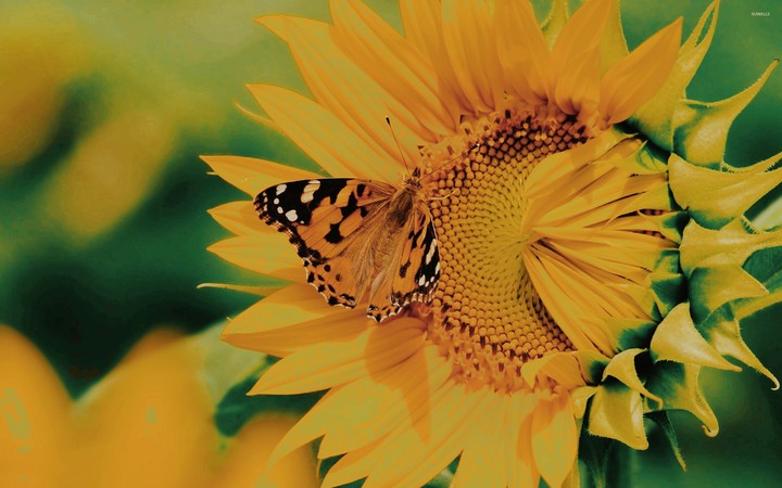 butterfly