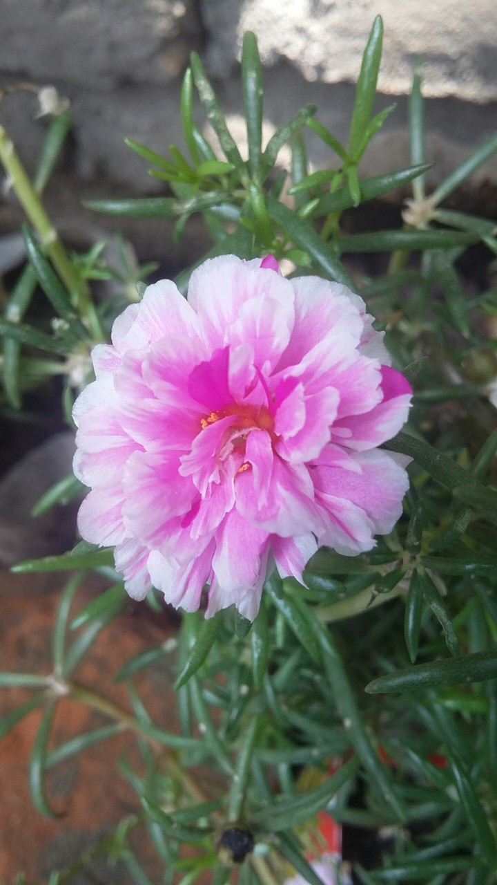 flower ?