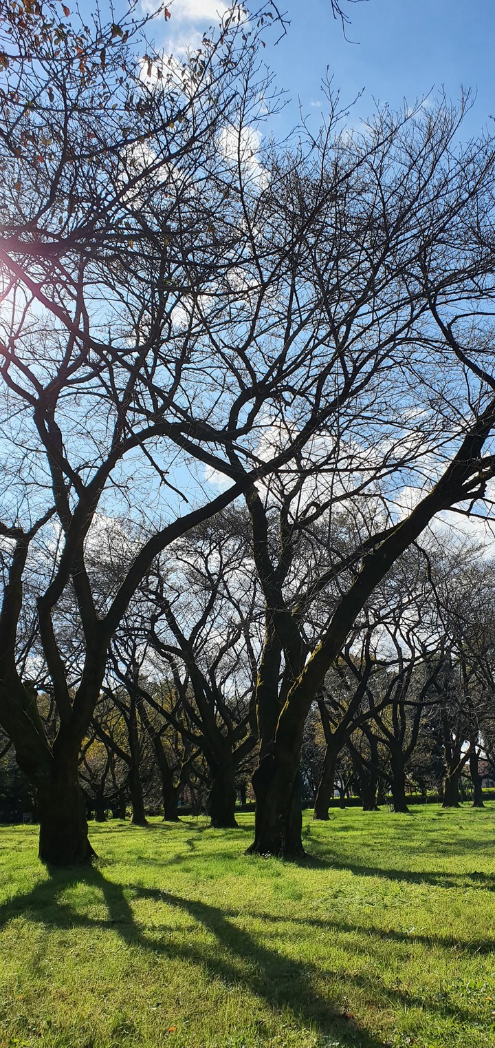 autumn tree
