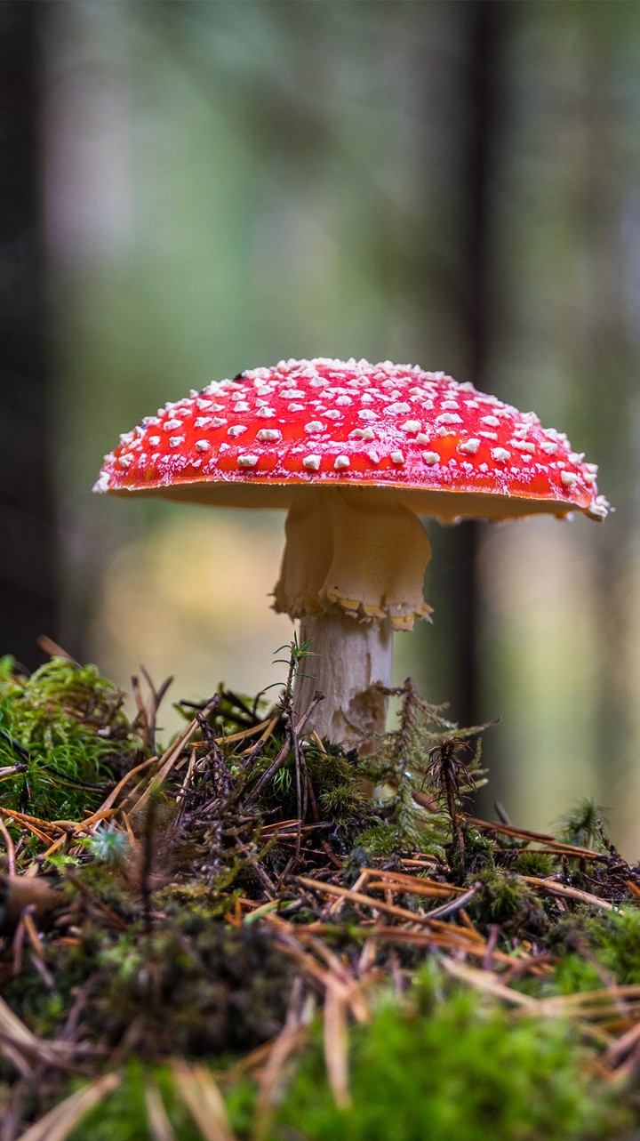 mushroom!!!
