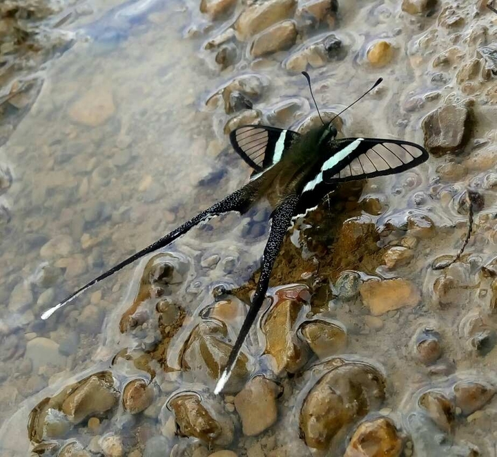 butterfly