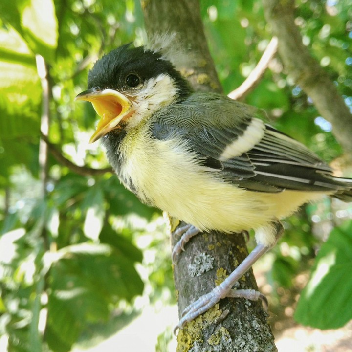 Bird