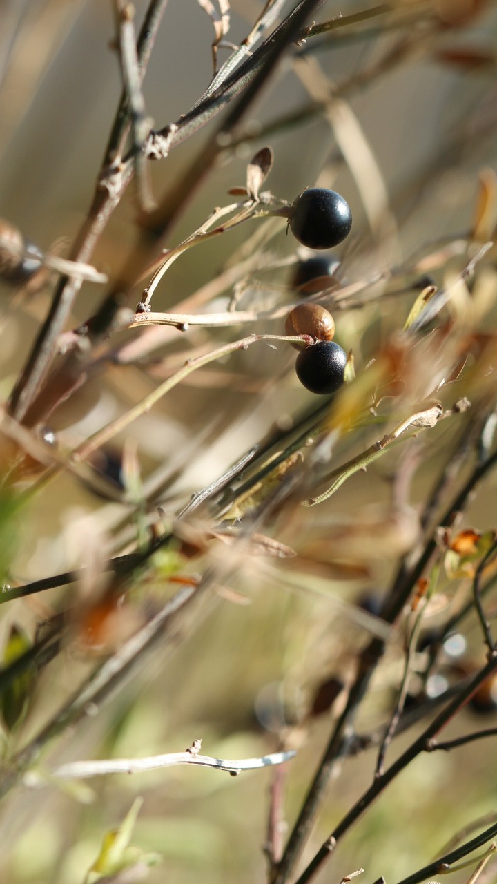Macro