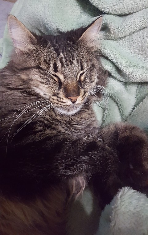 Sweet dreams