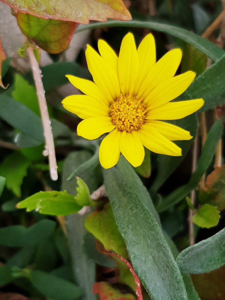 yellow flower