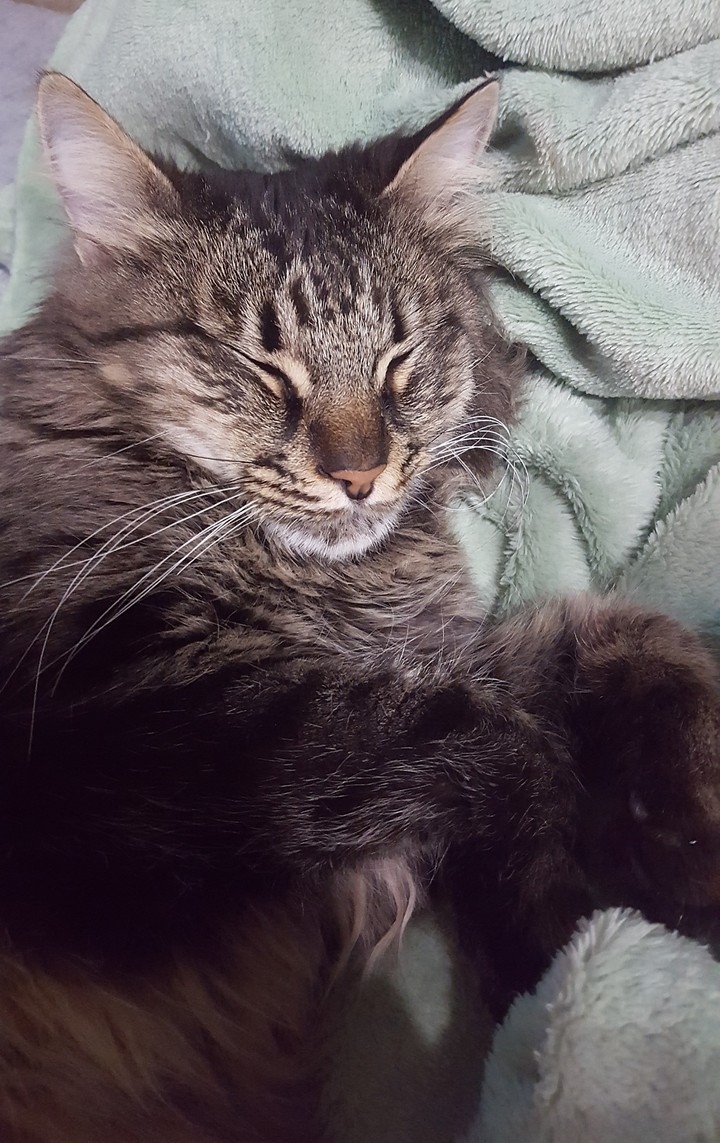 Sweet dreams