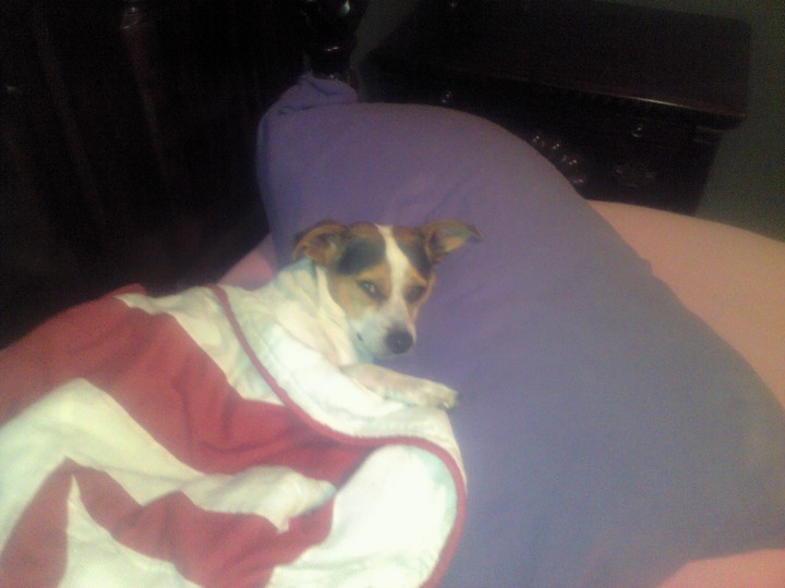 sad, my baby is gone. sweetest dog there ever was.