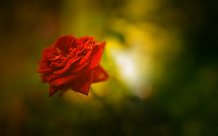 rose
