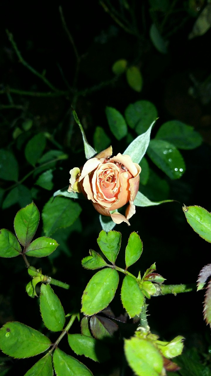 Rose