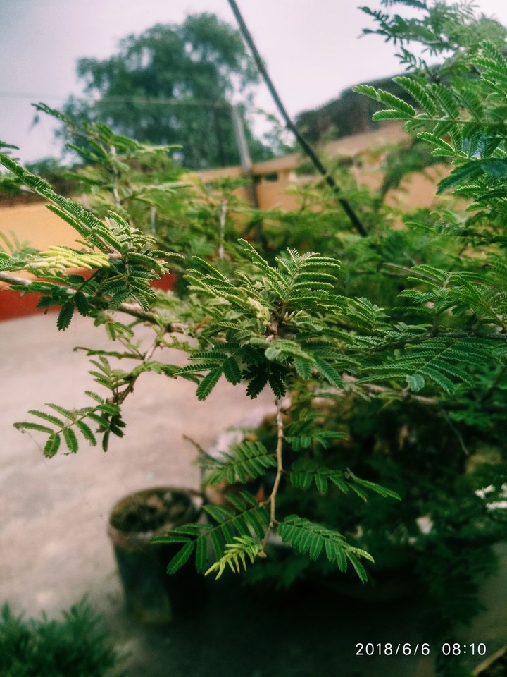 Greenery
