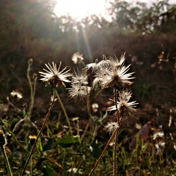 sun and the tridax