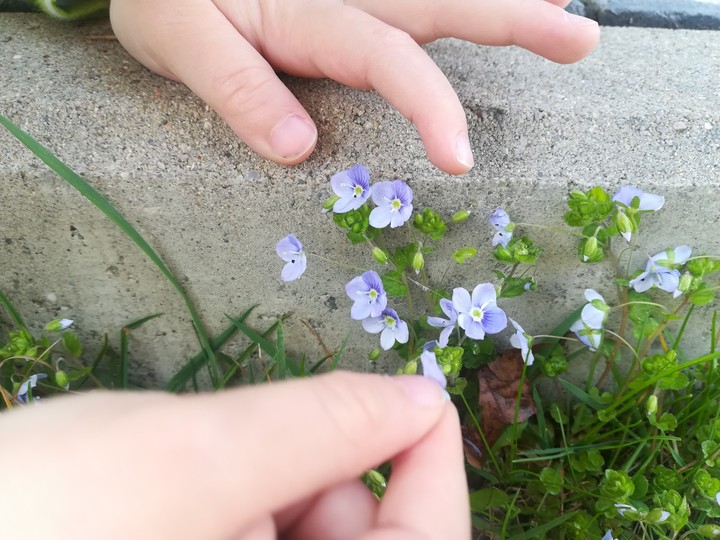 Babies Hands, picking up the flowers