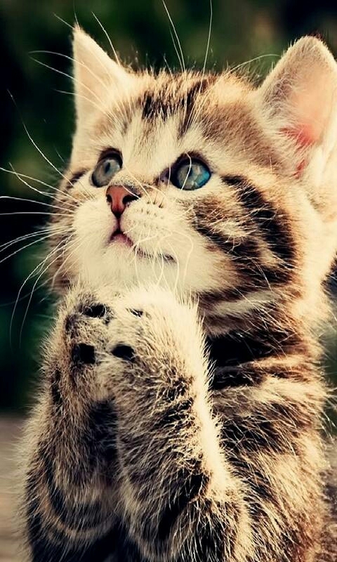 Caty