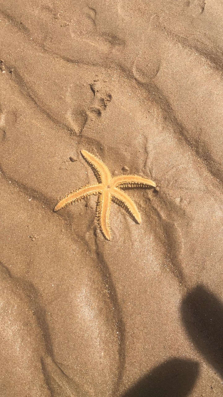 Estrela do mar