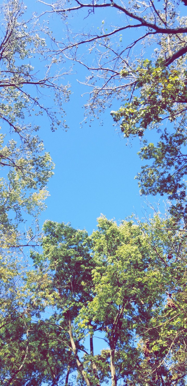 The Woods