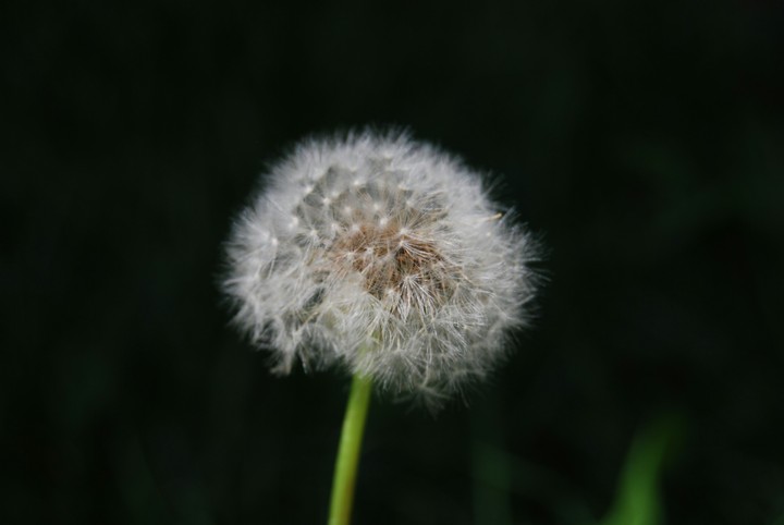 dandelion