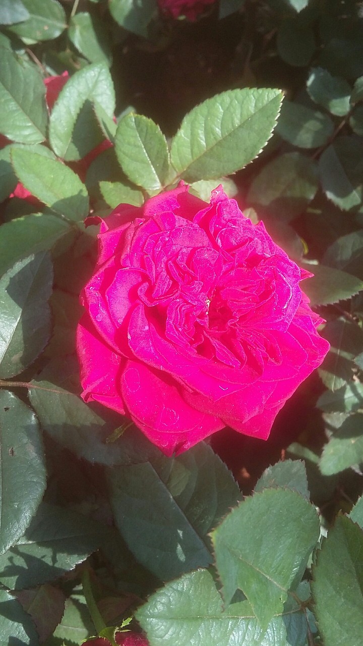 Rose