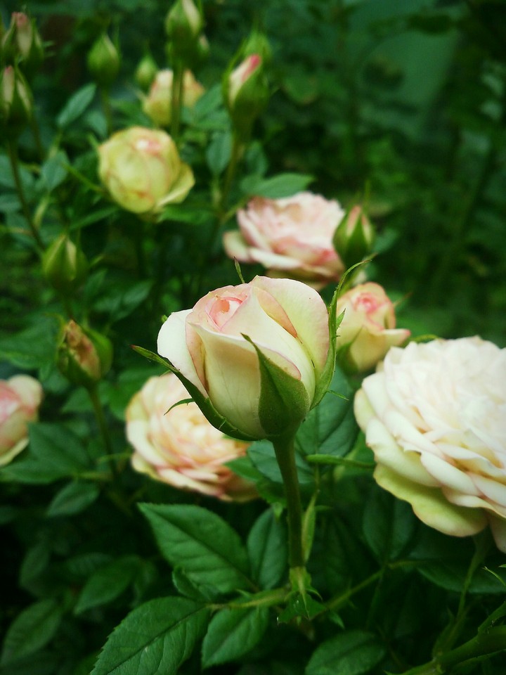 Rose