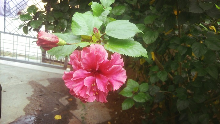 pink hibiscus