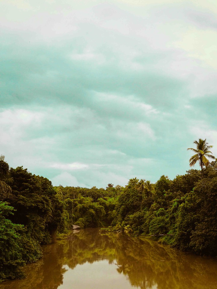 nature green