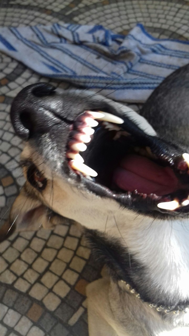 Dog