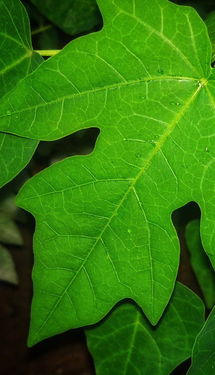 tree leaf