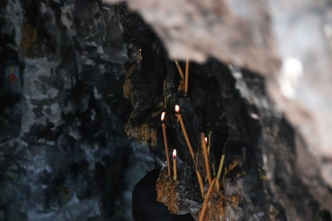 hình nền trunk, plant