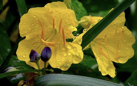 шпалери senna, plant