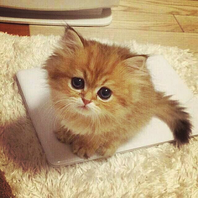 cute