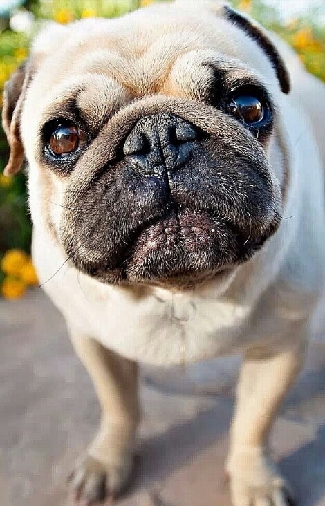boxer 