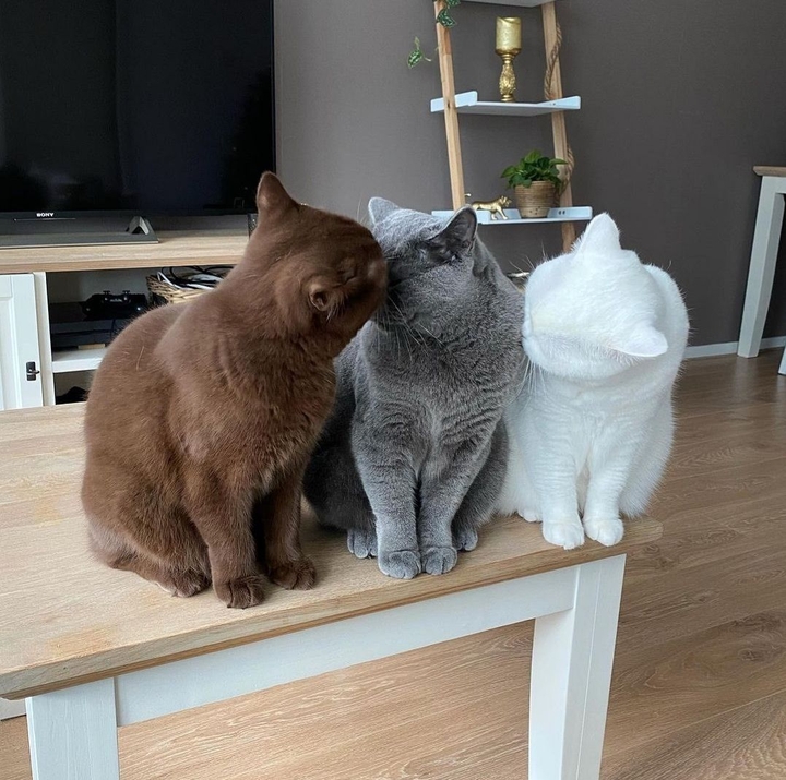 Котейки