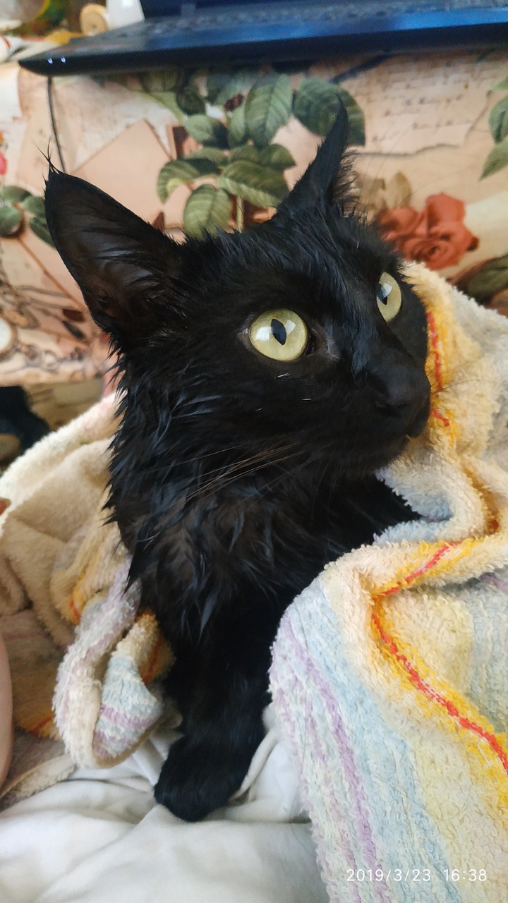 кошка